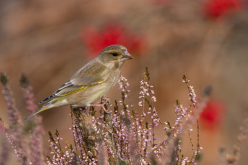 The European Greenfinch, or just Greenfinch, Chloris chloris is sitting somewhere in the forest. Colorful environment.