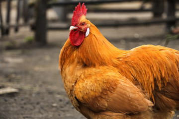 Brauner Hahn in Nahaufnahme 