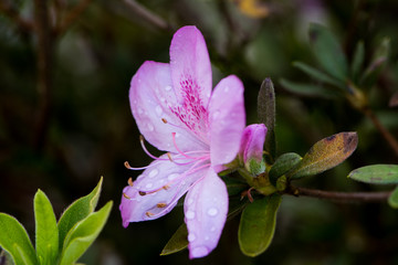 Obraz premium Azalea flower (Rhododendron) pink