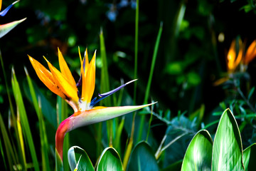 Obraz premium Bird of paradise flower (Strelitzia reginae)