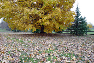 Autumn leaves are falling.