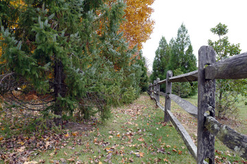 Autumn leaves are falling.