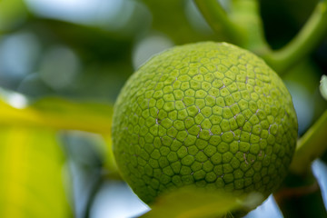 Breadfruit on tree - Artocarpus altilis - source of flour in developing country