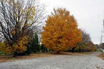 Autumn leaves are falling.