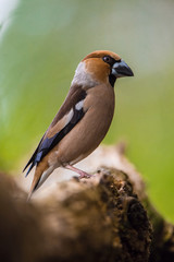 The Hawfinch, Coccothraustes coccothraustes is sitting on the branch in the forest, colorful backgound with some flower. ..