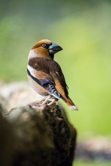 The Hawfinch, Coccothraustes coccothraustes is sitting on the branch in the forest, colorful backgound with some flower. ..
