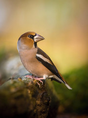 The Hawfinch, Coccothraustes coccothraustes is sitting on the branch in the forest, colorful backgound with some flower. ..
