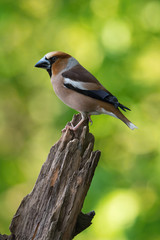 The Hawfinch, Coccothraustes coccothraustes is sitting on the branch in the forest, colorful backgound with some flower. ..