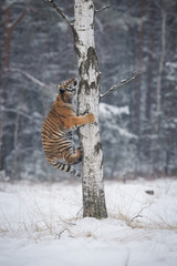 The Siberian Tiger, Panthera tigris tigris is climbing on a tree, in the background with snowy...