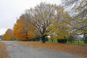 Autumn leaves are falling.