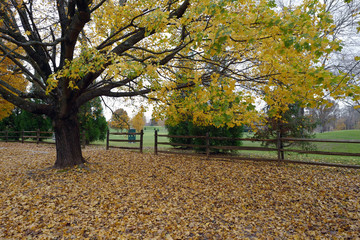 Autumn leaves are falling.