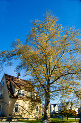 House and tree
