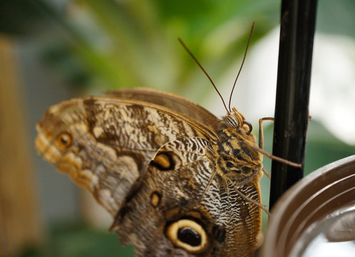 Tropischer Schmetterling - Waldeule