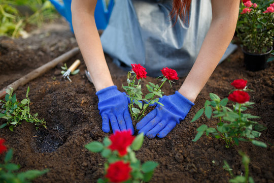 Image of young agronomist woman planting red roses in garden