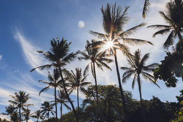 Obraz premium Palm Tree Paradise