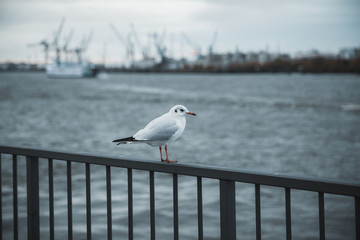 seagull on a post