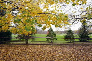 Autumn leaves are falling.