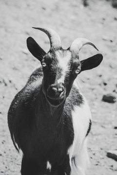 Portrait d'une ch&egrave;vre noir et blanche