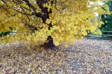 Autumn leaves are falling.