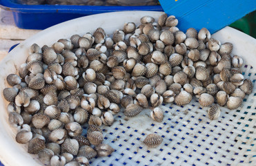 ice cockles fresh in market
