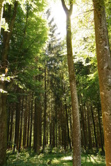 Fototapeta premium Im Wald