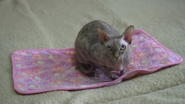 Domestic cat of the Sphynx breed. Portrait of a bald gray cat that lies in a rug