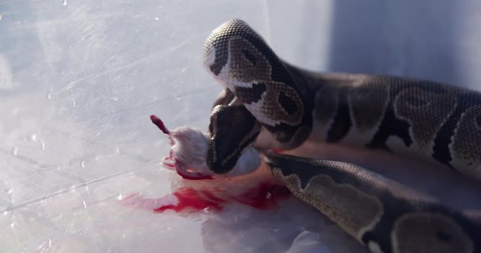 Feeding the snakes