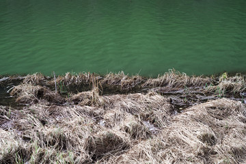 Background of dry grass and green lake