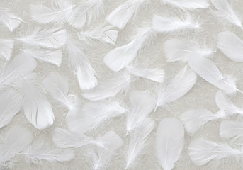 Angelic White feather background - small fluffy white feathers randomly scattered forming a background - obrazy, fototapety, plakaty