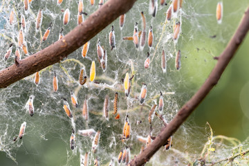 Colony of moth larvae closeup in the web on tree