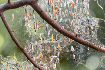 Colony of moth larvae closeup in the web on tree