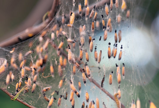 Colony of moth larvae closeup in the web on tree