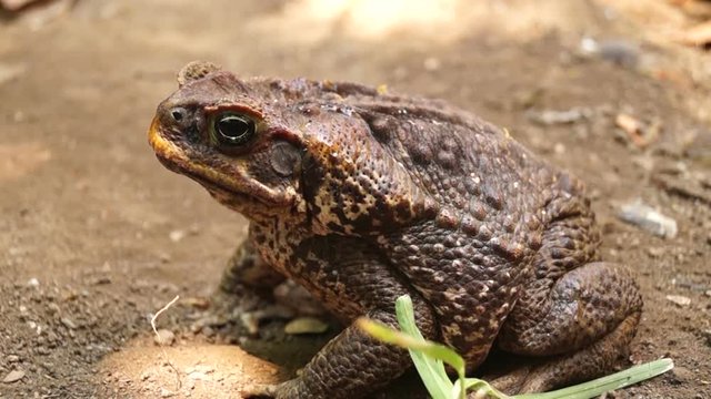 poisonous brown toad on dry soil