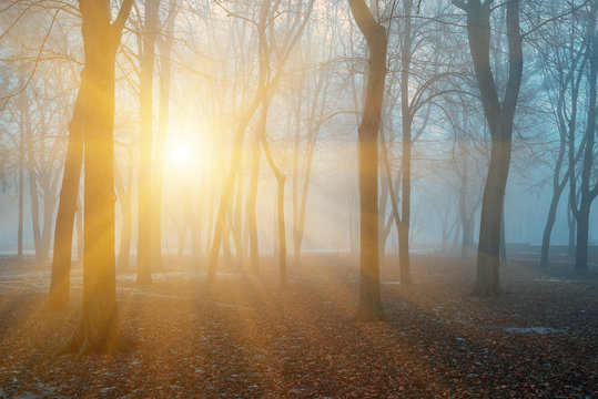 Trees in fog and sun on an early autumn morning