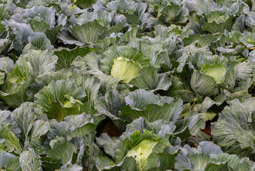 Fresh cabbage in the morning is covered with dew