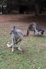 Eastern grey kangaroo in zoological garden in Bojnice, Slovakia
