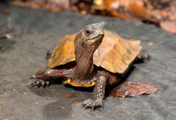 Chinesische Zacken-Erdschildkröte (Geoemyda spengleri) - Black-breasted leaf turtle