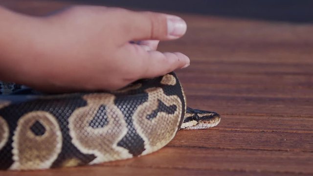 Feeding the snakes