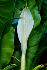 Obraz premium Elephant ear plant - Colocasia tropical plant