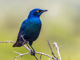 Cape glossy starling