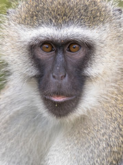 Vervet monkey portrait looking at camera