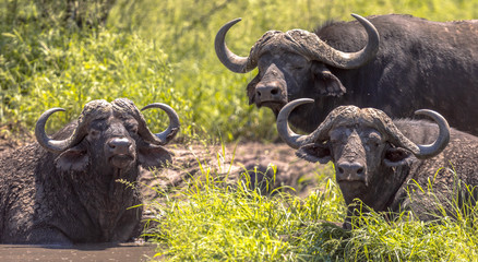 African buffalos bathing