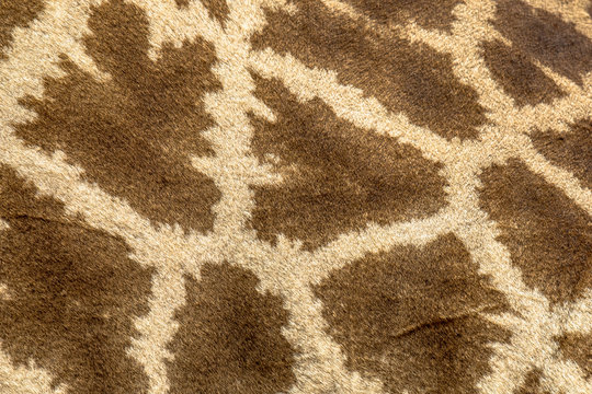 Giraffe pattern close up