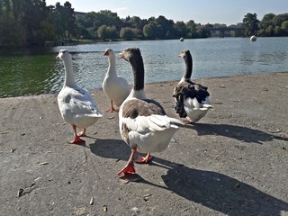 Family of geese on the pond