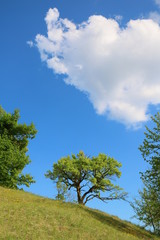 Obraz premium Sommerliche Blumenwiese