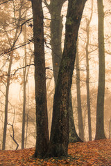 tall trees after leaves have fallen on the blue ridge parkway