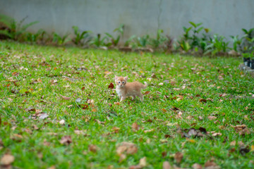 Ginger Kitten alone on the grass