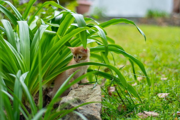Ginger Kitten discovering the garden 