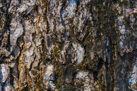 tree bark background image