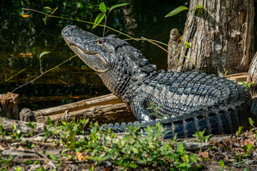 alligator smiling